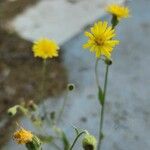 Crepis kotschyana Habit