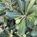 Pittosporum heterophyllum Fruit