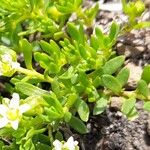 Arenaria serpens 叶