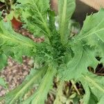 Papaver somniferum Leaf