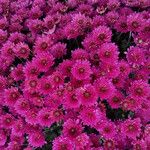 Chrysanthemum x grandiflorum Характер