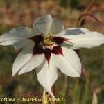 Gladiolus callianthus Flower