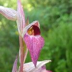 Serapias lingua Flor