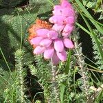 Erica tetralix Flors