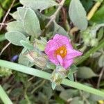 Cistus parviflorus 花