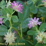 Trifolium resupinatum Other