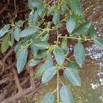 Ficus pertusa Leaf