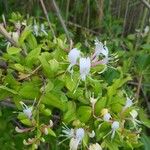 Lonicera caprifoliumBlomst