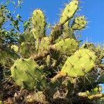 Opuntia dillenii Leht