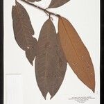 Iryanthera coriacea Leaf