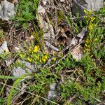 Cytisus decumbens Habitus