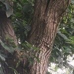 Diphysa americana ᱪᱷᱟᱹᱞᱤ