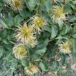 Clematis lasiantha Fruit