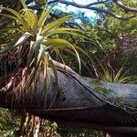 Tillandsia utriculata برگ