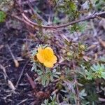 Potentilla aureaКвітка