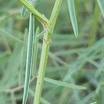 Vicia monantha Bark