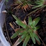 Curtia tenuifolia Hedelmä