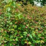 Neillia affinis Plante entière