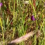 Lathyrus angulatus Blüte