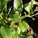 Jasminum polyanthum Leaf