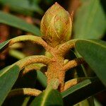Rhododendron sikangense Otro