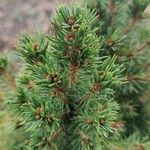 Picea glauca Лист