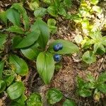 Clintonia borealis Leaf