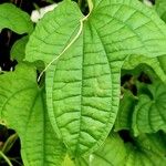 Dioscorea sansibarensis Hoja