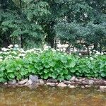 Darmera peltata Habit