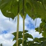 Catalpa speciosa 果實