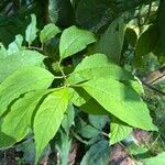 Syringa josikaea Leaf