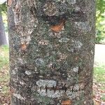 Zelkova carpinifolia Bark