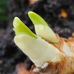 Allium cepa Hoja