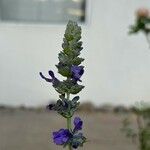 Salvia farinacea Flower