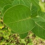 Asclepias viridis Leaf