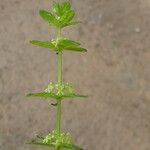 Cruciata glabra Bark