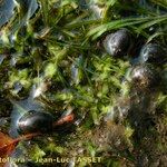 Lemna trisulca Hábito