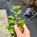 Parietaria officinalis Leaf