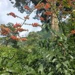 Erythrina poeppigiana Цвят