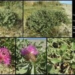 Centaurea sphaerocephalaHabit