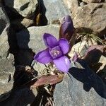 Gentianella campestris Blüte