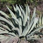 Agave palmeri Агульны выгляд