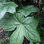 Abelmoschus moschatus Frunză