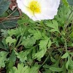 Papaver nudicaule 整株植物