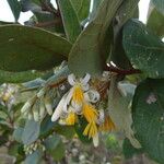 Styrax ferrugineus 葉