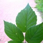 Rubus loehrii Leaf
