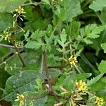 Rorippa palustris Листок