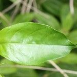 Mussaenda arcuata Leaf