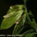 Vicia loiseleurii Fruit