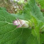 Salvia sclarea Levél